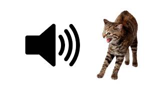 Angry Cat Meow  Sound Effect  ProSounds [upl. by Abbotsun809]