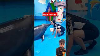 Dolphin love 😍 humans shortvideo shorts [upl. by Atnad]