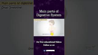 Main parts of Digestive System [upl. by Joselyn]