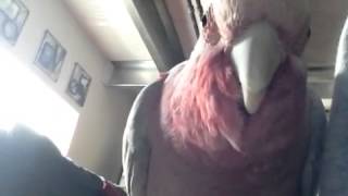 Bandit  My Galah Chattering [upl. by Davie]