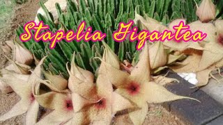 STAPELIA GIGANTEA  amazing plant with big flowers [upl. by Ielirol218]