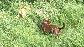 Podenco hunting [upl. by Noinatrad]