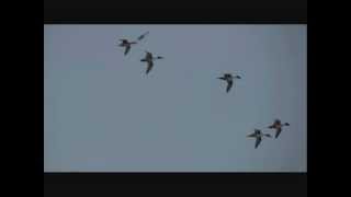 Oiseaux en vol le Canard piletwmv [upl. by Urba]