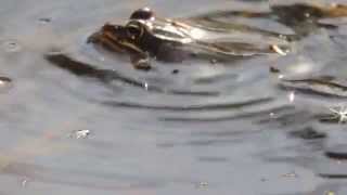 Wood Frog mating call [upl. by Annadiana]