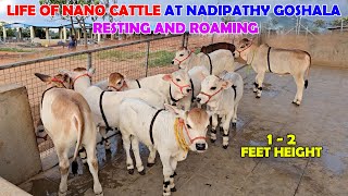 Adorable Nano Cattle at Nadipathy Goshala Some Sleeping Some Roaming miniature trending yt [upl. by Asen]