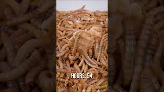 10 000 Mealworms vs Stroopwafel [upl. by Naitsirc678]