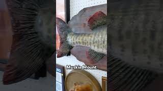 A muskie at the auction liveauctions baxterauction ebay reseller fishing trophyfish [upl. by Sapphera431]