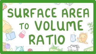 GCSE Biology  Surface Area to Volume Ratio [upl. by Peednama]