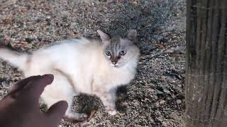 A white stray cat that wants to be near but hates being touched [upl. by Aynekal709]