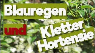 Kletterpflanzen Die Artisten unter den Pflanzen Blauregen und Kletterhortensie [upl. by Ahgiela682]