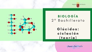 GLÚCIDOS CICLACIÓN TEORÍA [upl. by Avery]