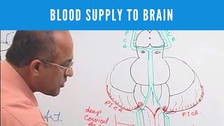 Blood Supply to Brain  Circle of Willis  Neuroanatomy [upl. by Eciened854]