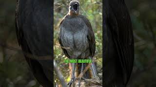 Superb Lyrebird  The World’s Greatest Mimic and Songbird shorts [upl. by Min]