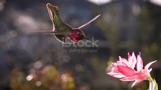 Colibrì che succhia il nettare dai fiori 🌸😍 [upl. by Aihsi953]