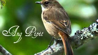 Ang Pipit Filipino Folk Song [upl. by Edecrem182]