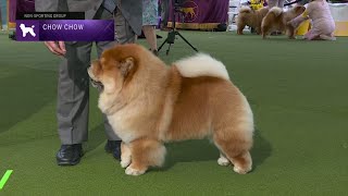 Chow Chows  Breed Judging 2023 [upl. by Knobloch315]