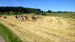 Mit den Pferden im Galopp übers Stoppelfeld reiten [upl. by Piggy]