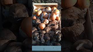 💥 Llenamos una caja de boletus y amanitas caesareas 💥 [upl. by Chiaki]