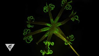 Bioluminescence in the deep sea Glowinthedark corals light up the deep ocean [upl. by Baumbaugh]