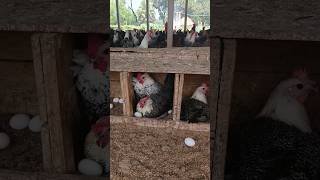 Many beautiful chickens lay many eggs beautiful chicken egg shorts [upl. by Ecnarwal]