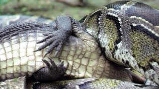 Python eats Alligator 04 Time Lapse Speed x24 [upl. by Vevine]