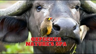 Oxpecker  Natures Spa [upl. by Dlopoel776]