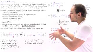 Restriction Enzymes and Palindromic Sequences [upl. by Santiago]