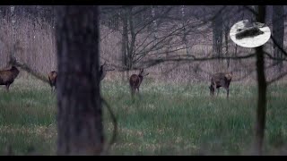 Red deer hunting in February  exciting stalk [upl. by Gunar]