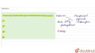 The enzymes ribulose biphosphate carboxylaseoxygenase and phosphoenol pyruvate carboxylase are [upl. by Tatia351]