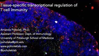 Tissue specific transcriptional regulation of T cell immunity [upl. by Ayinat]