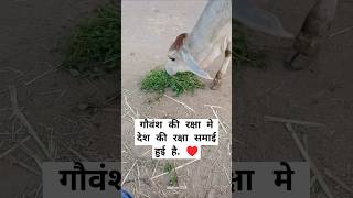 Cow short  Cow video  helping cowvideos cow cowlover gomata god shortvideo youtubeshorts [upl. by Sharity103]