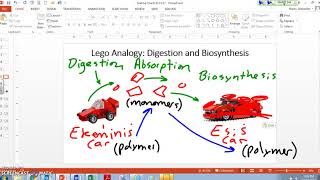 Legos Analogy Digestion and Biosynthesis [upl. by Elohc909]