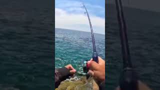 Soft Bait Fishing lure lurefishing fishingvideo shortvideo [upl. by Linder]