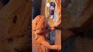 Bearded dragon enjoying a feed [upl. by Yrrad340]