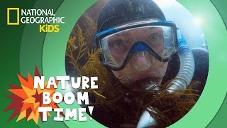 Kelp Forest  Nature Boom Time  natgeokids [upl. by Snave]