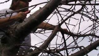 Cherry Tree Pruning [upl. by Charley]