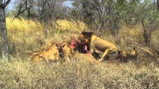 Lions fight over waterbuck [upl. by Bartlett]