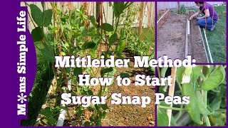 Mittleider Method How to Start Sugar Snap Peas [upl. by Norwood]