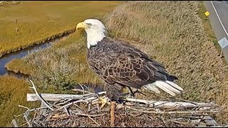 Barnegat Light Osprey Cam  Bald Eagle D72 returns with a fish  October 12 2024 [upl. by Sitoel381]