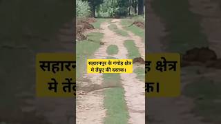 सहारनपुर के गंगोह में तेंदुए की दहशतकई पर कर चुका हमलातेंदुआ panther panic viralvideo [upl. by Dewhirst]