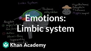 Emotions limbic system  Processing the Environment  MCAT  Khan Academy [upl. by Tteirrah]