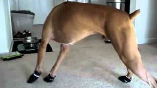 Dogs walking funny in shoes [upl. by Gina297]