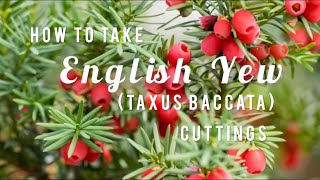 How to take English Yew  Taxus baccata  Cuttings  Soil Mixture and Tips  Tutorial [upl. by Tiffanie727]