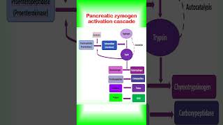 Zymogen Activation  Enzyme Regulation enzyme shorts csirnetlifescience iitjambiotech neet [upl. by Yle82]