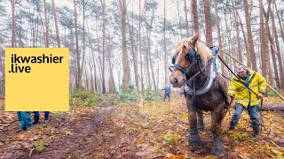 TRAILER 1’ Boomslepen met Het Aangespannen Trekpaard Astrid en Bert De Roovere aan Abdij Westmalle [upl. by Marelya]