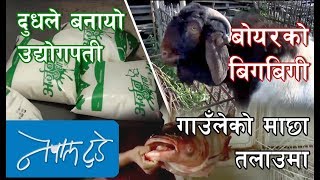 NEPALTODAY20750506340 Dairy Boer Goat and Fish Farm [upl. by Darryl]