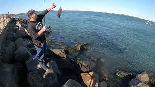 Tog Fishing Barnegat Inlet  November 2024 [upl. by Arinaid]