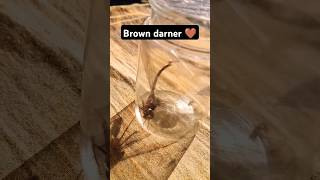 i caught a Brown darner ytshorts [upl. by Yarled]