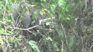 Elephants in Gorongosa National Park [upl. by Leonsis396]