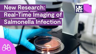 New Research RealTime Imaging of Salmonella Infection [upl. by Thurmann]